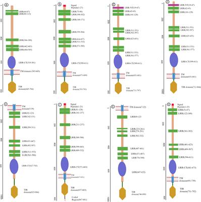 Unveiling the multifaceted role of toll-like receptors in immunity of aquatic animals: pioneering strategies for disease management